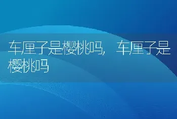 车厘子是樱桃吗