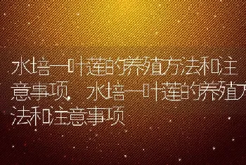 水培一叶莲的养殖方法和注意事项