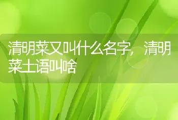 清明菜又叫什么名字