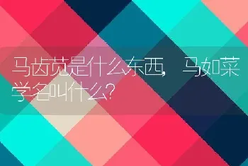 马如菜学名叫什么