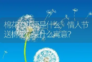 情人节送棉花花是什么寓意