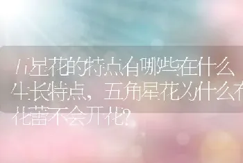 五角星花为什么有花蕾不会开花