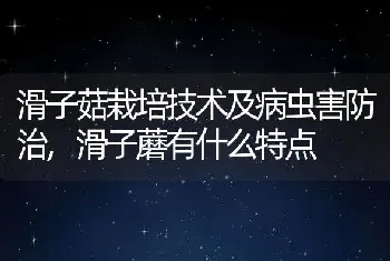 滑子菇栽培技术及病虫害防治