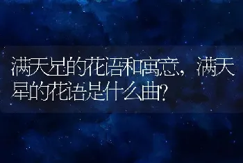 满天星的花语是什么曲