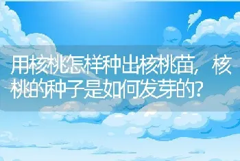 核桃的种子是如何发芽的