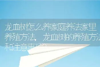 龙血树的养殖方法和注意事项