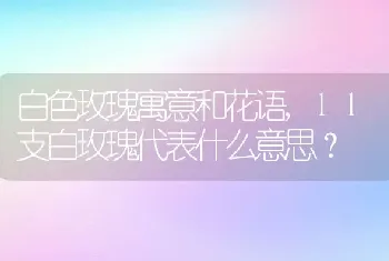 11支白玫瑰代表什么意思