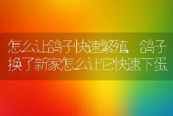 怎么让鸽子快速繁殖