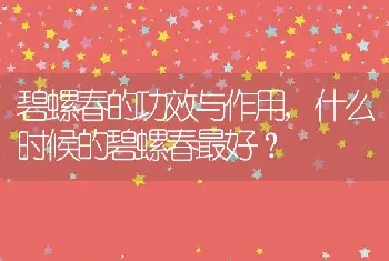 什么时候的碧螺春最好