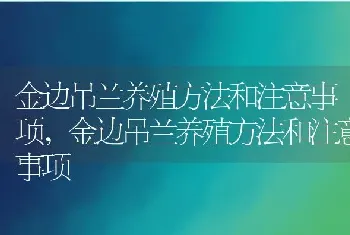 金边吊兰养殖方法和注意事项