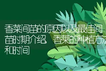 香菜间苗的原因以及最佳间苗时期介绍