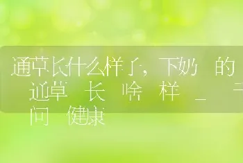 “蓝莲花”是什么花有什么意义？