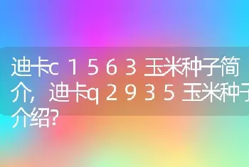 迪卡q2935玉米种子介绍