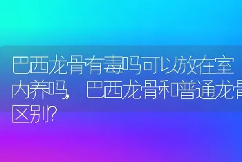 巴西龙骨和普通龙骨区别