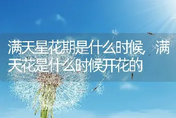 满天星花期是什么时候