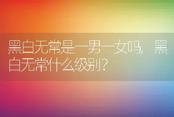 黑白无常什么级别