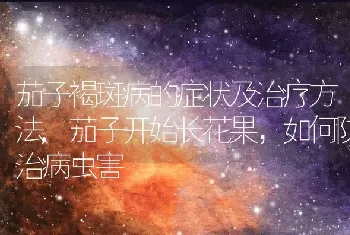 茄子褐斑病的症状及治疗方法