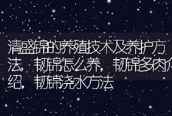 清盛锦的养殖技术及养护方法