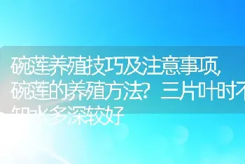 碗莲养殖技巧及注意事项