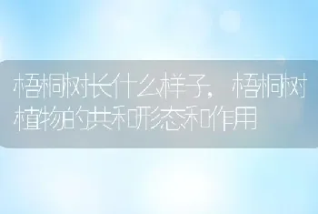 梧桐树长什么样子