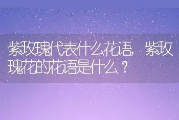 紫玫瑰花的花语是什么