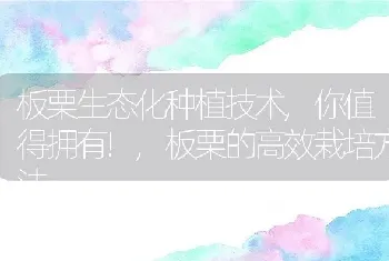 桐子树果实有什么用