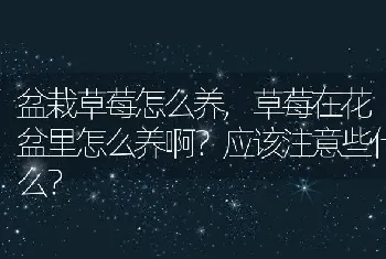 草莓在花盆里怎么养啊应该注意些什么？