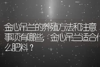 金心吊兰适合什么肥料