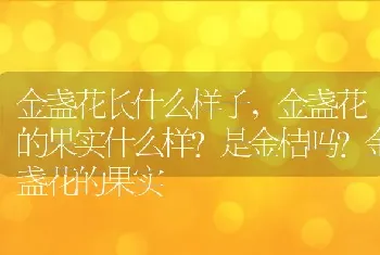 金盏花的果实什么样是金桔吗？