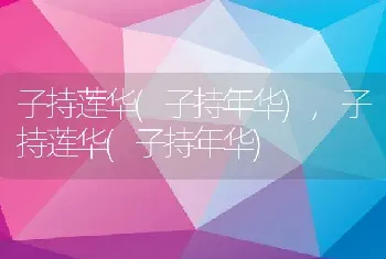 子持莲华(子持年华)