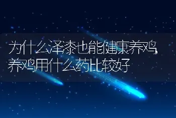 为什么泽漆也能健康养鸡