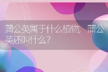 蒲公英还叫什么