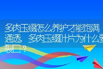 多肉玉缀叶片为什么要裂口