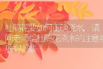 杜鹃花要如何正确浇水