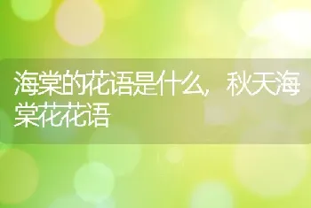 海棠的花语是什么