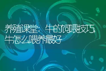 养殖课堂:牛的饲喂技巧