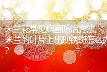 米兰的叶片上出现锈斑怎么办