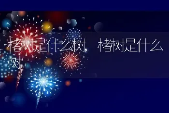 楮树是什么树