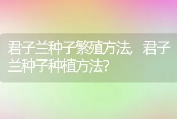 君子兰种子种植方法