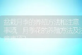 月季花的养殖方法及注意事项