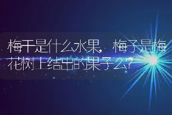 梅子是梅花树上结出的果子么