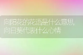 向阳花的花语是什么意思