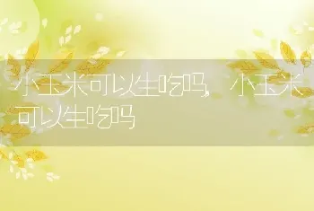 小玉米可以生吃吗