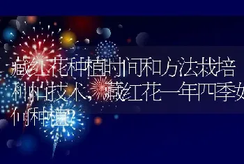 藏红花一年四季如何种植