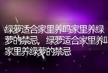 绿萝适合家里养吗家里养绿萝的禁忌