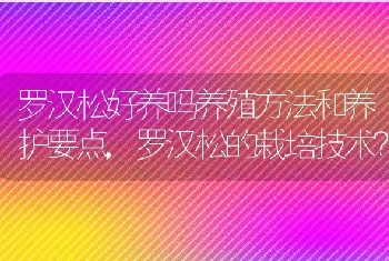 罗汉松的栽培技术