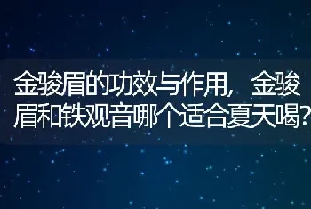 金骏眉和铁观音哪个适合夏天喝