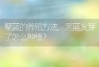 苤蓝发芽了怎么种植