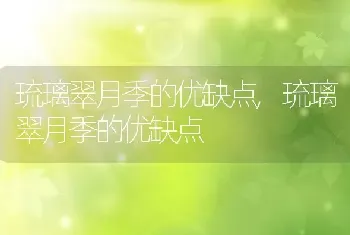 琉璃翠月季的优缺点