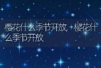 樱花什么季节开放